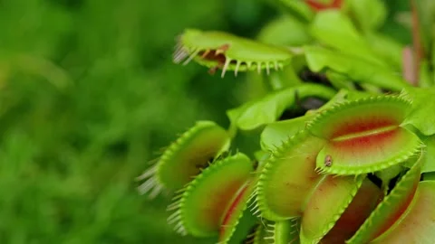 Video captures of the Venus flytrap in close-up macro, isolated with copy s.. Stock Footage 251717371
