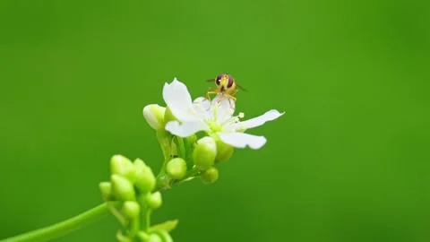 Video captures yellow hoverfly on Venus flytrap's white blooms, feeding on Video stock 251875607