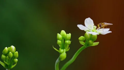 Video captures a yellow hoverfly on Venus flytrap's white flowers. Stock Footage 251876185