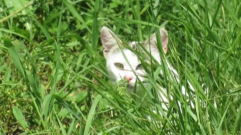 Video of a cat in green grass Stock Footage 340458118