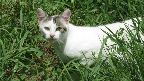 Video of a cat in green grass Stock Footage 340458121