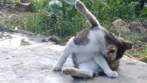 Video of a cat looking for fleas Stock Footage 276424425