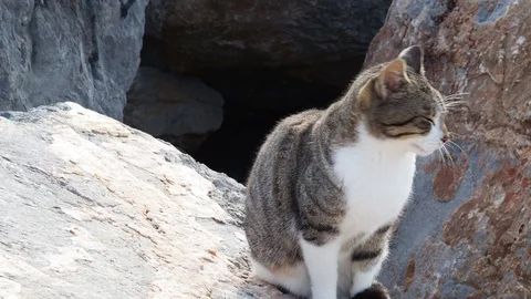 Video of a cat meowing in a stone. Stock Footage 124470569