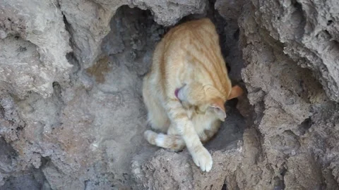 Video of a cat washing itself Stock Footage 236028439