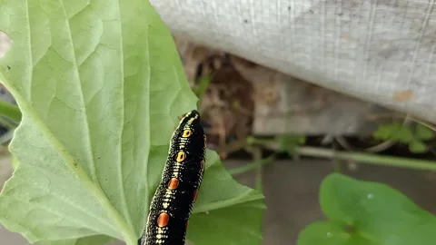 Video of a caterpillar eating a leaf, close up video Stock Footage 212841156