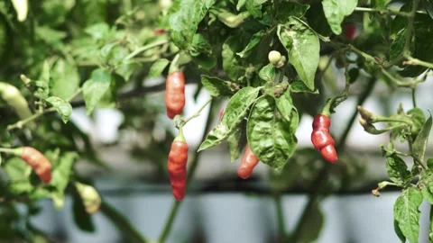 Video of cayenne paper tree ready to be harvested Stock Footage 292635151