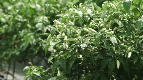 Video of cayenne papper tree Stock Footage 292635152