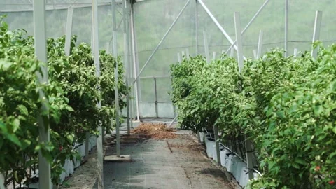 Video of cayenne pepper farming Video stock 292634997