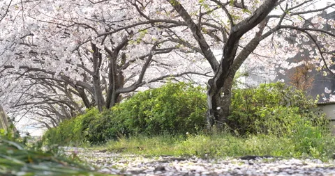 Video of cherry blossom petals falling little by little. Stock Footage 147517229