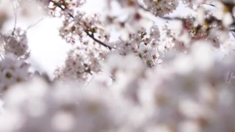 Video of cherry blossoms with beautiful front bokeh. Video stock 260296479