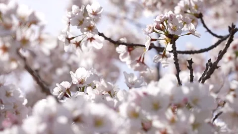 Video of cherry blossoms with beautiful front bokeh. Stock Footage 260580936
