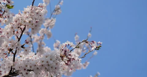Video of cherry blossoms in full bloom Stock Footage 146252468