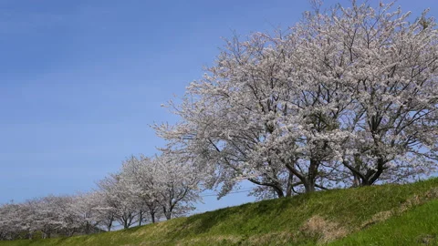 Video of cherry blossoms in full bloom swaying in the wind Stock Footage 165914719