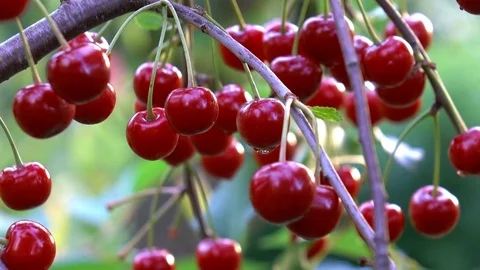 Video of cherry tree in 4K Stock Footage 80641562