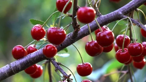 Video of cherry tree in 4K Stock Footage 83381534