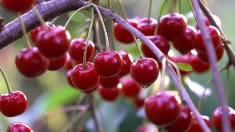 Video of cherry tree in 4K Stock Footage 83624134