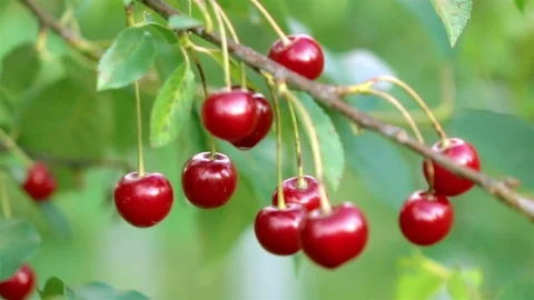 Video of cherry tree in the garden in real slow motion Stock Footage 83979091