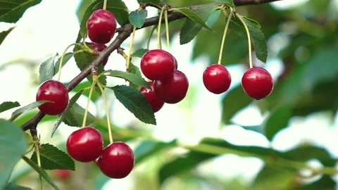 Video of cherry tree in real slow motion Stock Footage 77517231