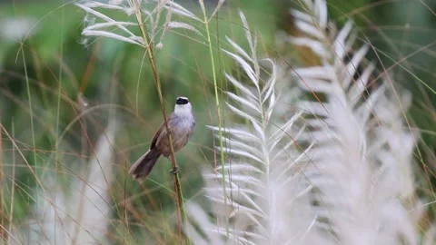 Video of a chestnut-capped babbler. Stockbeeldmateriaal 344764901