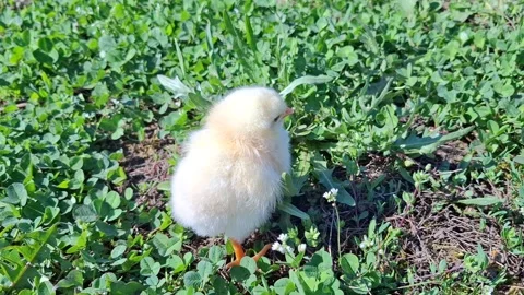 Video with a chick Stock Footage 332120620