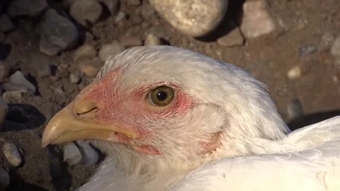 Video with a chicken's head Stock Footage 280378806