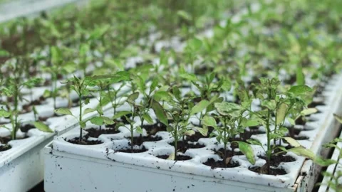 Video of chili tree seedling growing Stock Footage 292634859