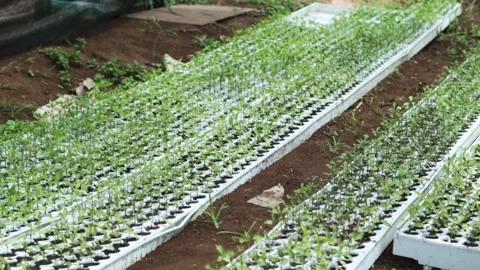 Video of chili tree seeds started to grow Stock Footage 292634996
