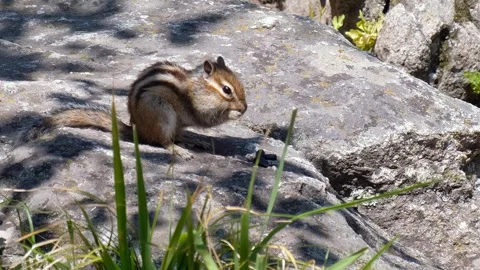 Video of a chipmunk sitting on the stone in a forest and eating seeds. Stock-Footage 335919250