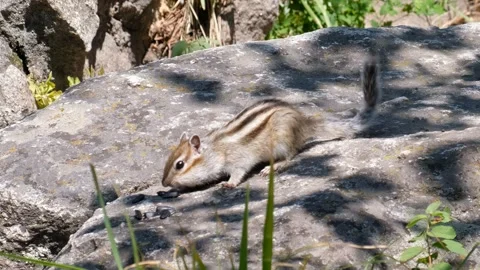 Video of a chipmunk sitting on the stone in a forest. Stock Footage 343697076