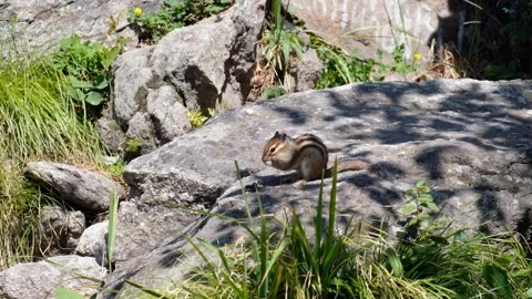 Video of a chipmunk sitting on the stone in a forest and eating. Stock Footage 344013808