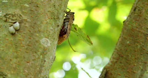 Video of a cicada attached to a tree. Stock Footage 151470370