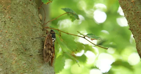 Video of a cicada attached to a tree. Video stock 155215548