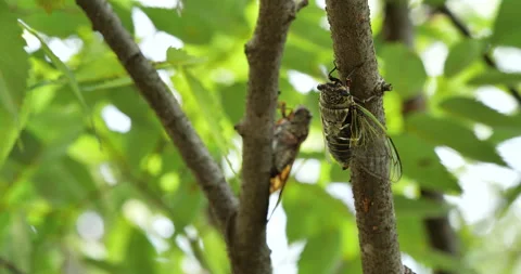 Video of cicadas singing for courtship. Stock Footage 154387569