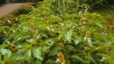 Video Cinematic Stock Footage 221991982