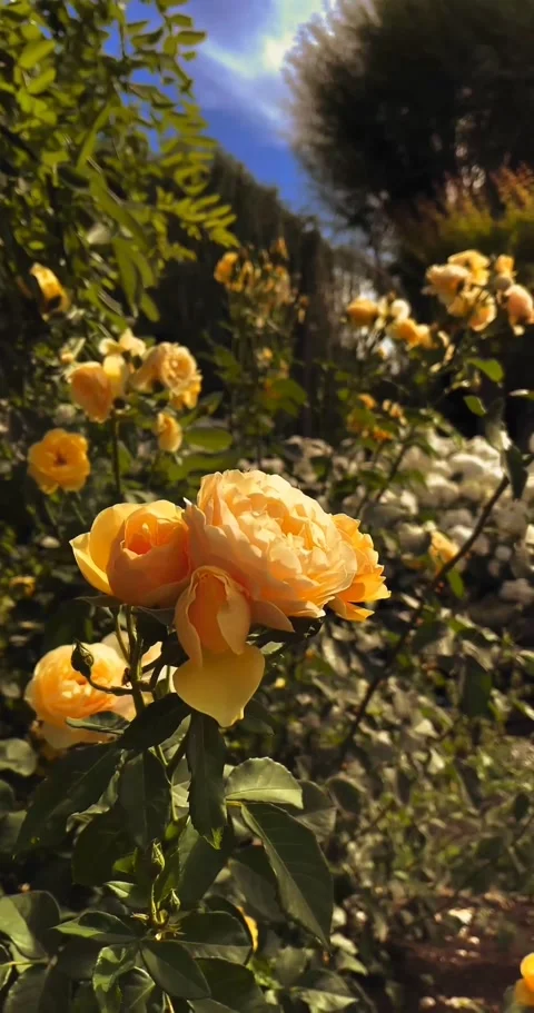 Video Cinematic Stock Footage 242216846