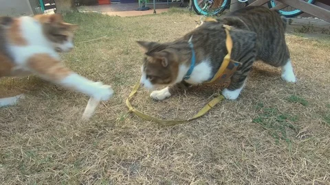 Video clip action camera slow motion thai cat cute Stock Footage 102819708
