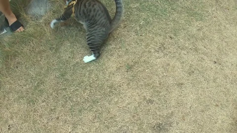 Video clip action camera slow motion thai cat cute playing Stock Footage 103000940