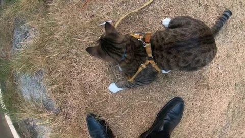 Video clip action camera slow motion thai cat cute playing Stock Footage 104608804