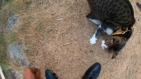 Video clip action camera slow motion thai cat cute playing Stock Footage 104610071
