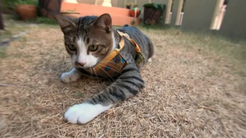 Video clip action camera slow motion thai cat cute playing Stock Footage 104610451