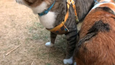Video clip action camera slow motion thai cat cute playing Видео 104610708