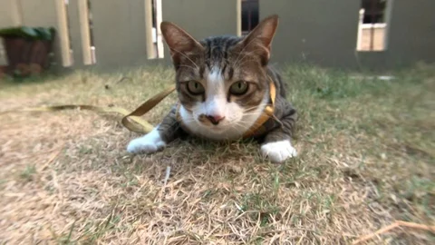 Video clip action camera slow motion thai cat cute playing Stock Footage 104611091