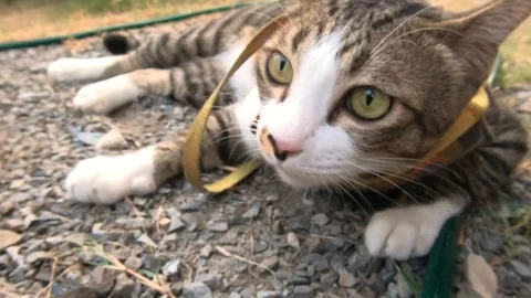 Video clip action camera slow motion thai cat cute playing Stock Footage 104611865