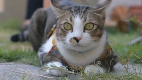 Video clip action camera slow motion thai cat cute Stock-Footage 107384186
