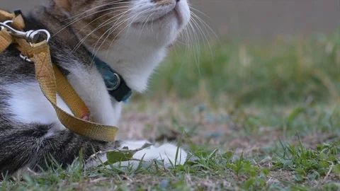 Video clip action camera slow motion thai cat cute Stock Footage 107384256