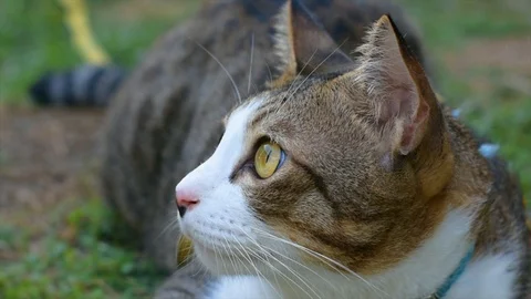Video clip action camera slow motion thai cat cute Stock Footage 107384269