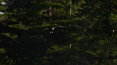 A Video Clip of a Bald Eagle Stock Footage 300070418