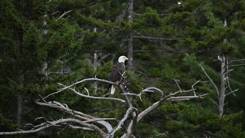 A Video Clip of a Bald Eagle Stock Footage 300070965
