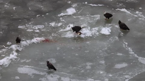 A Video Clip of a Bald Eagle Stock Footage 303652616