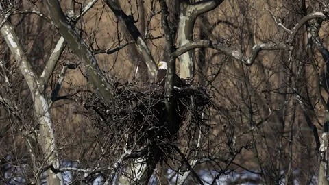 A Video Clip of a Bald Eagle Stock Footage 305006731